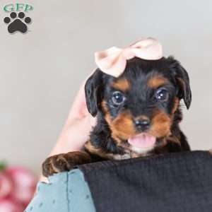 Gail, Bernedoodle-Munchkin Puppy